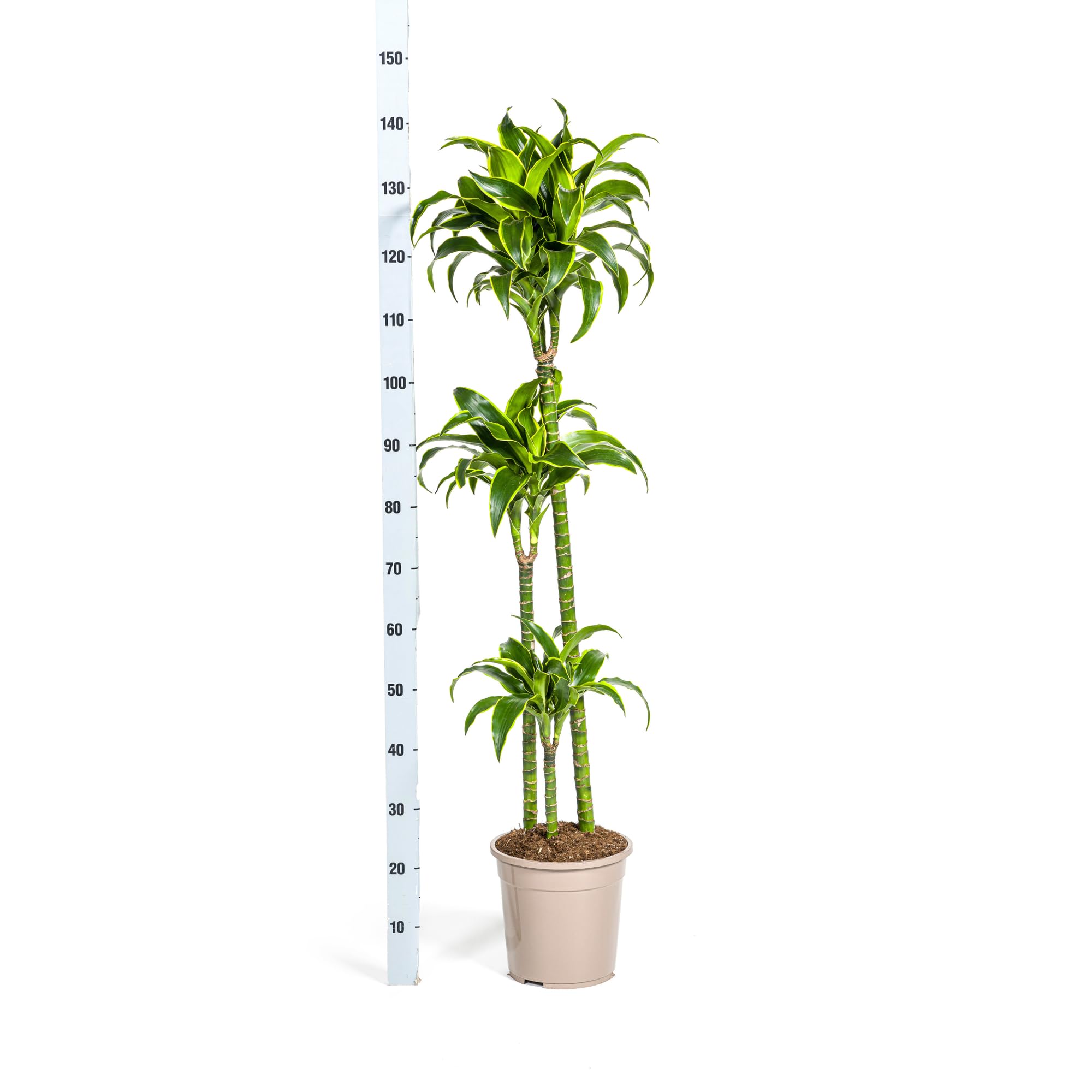 Dracaena Deremensis Dorado roślina pokojowa, zielona, Ø 24 cm, wys. 120-140 cm