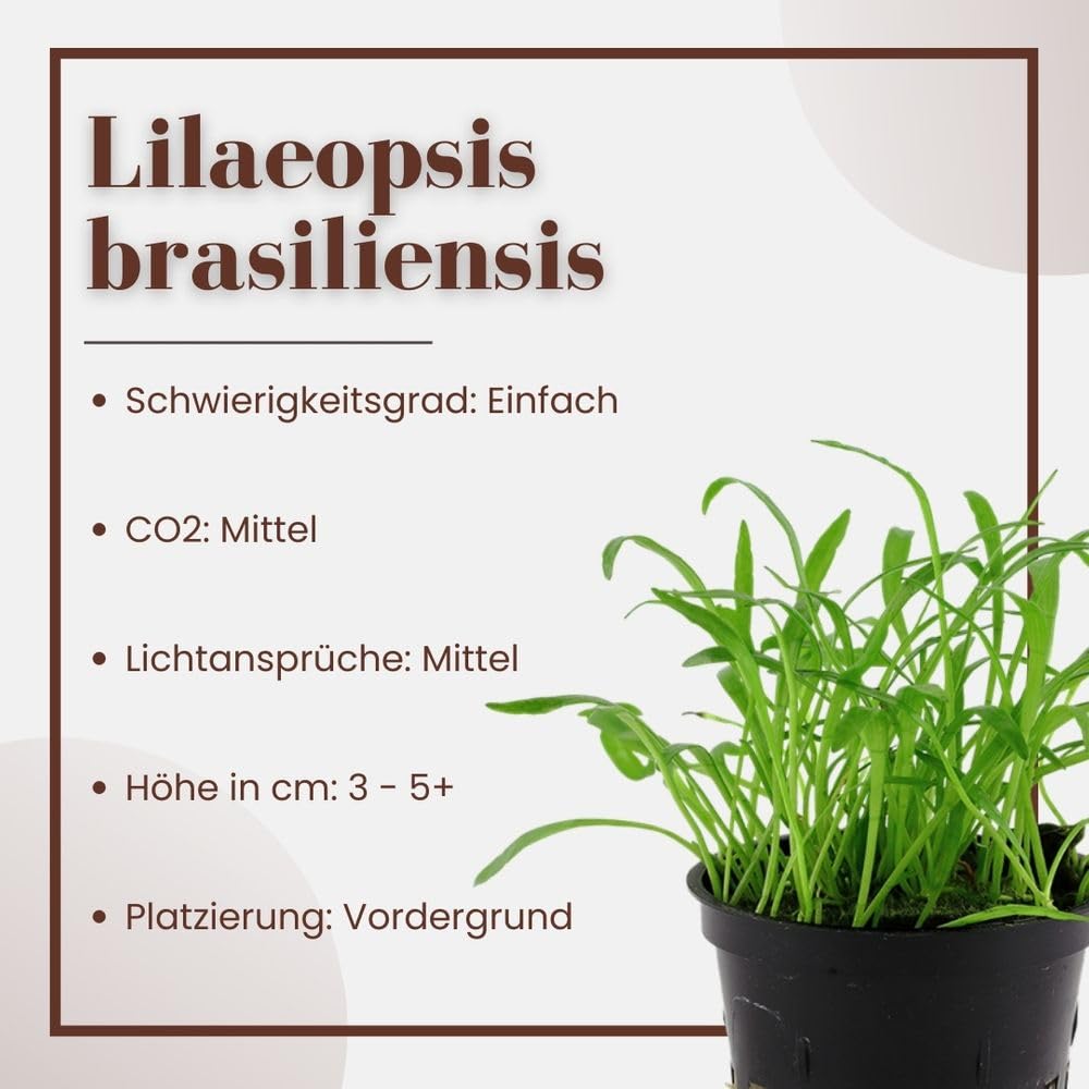 AquaOne Planta de acuario Lilaeopsis brasiliensis, 10 unidades, planta acuática, juego de ahorro fácil de limpiar, decoración de acuarios