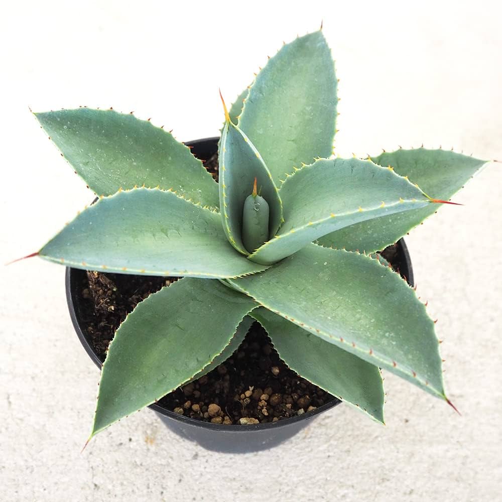 アガベ ピグマエア ドラゴントゥース 大株 鉢ごと発送