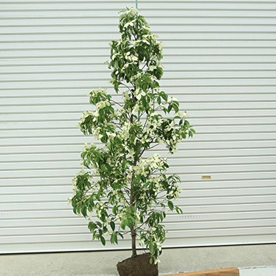 Amazon.co.jp: 庭木：常緑ヤマボウシ* ホンコンエンシス 月光 樹高