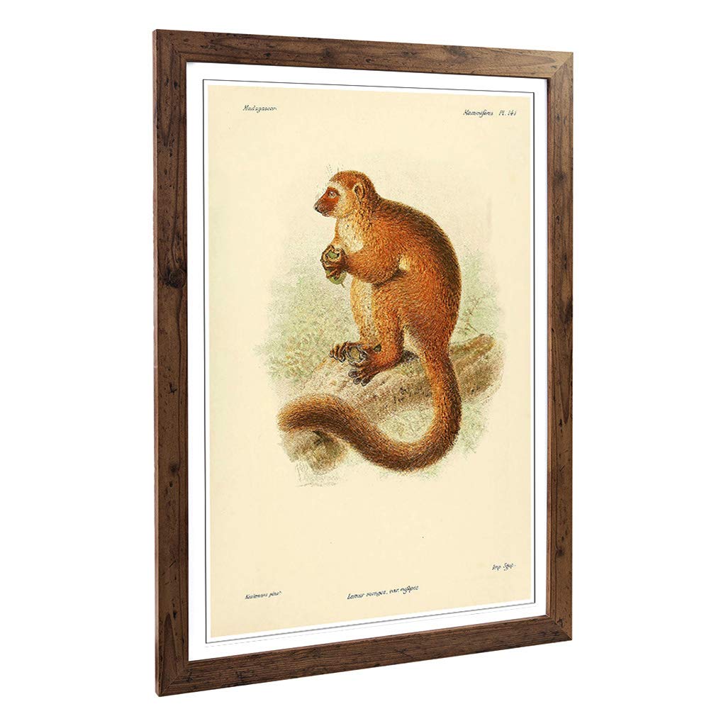 Big Box Art Framed Print of Vintage J.G. Keulemans Mongoose Lemur Design | Wall Art Picture | Home Decor for Kitchen, Living Room, Bedroom, Hallway, Walnut, A2 / 24.5x18 Inch / 62x45cm