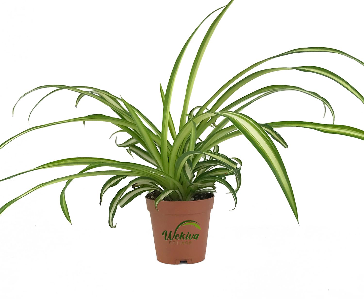 Amazon.com : Enchanting Spider Plant - Live Starter Plants in 2 Inch Pots -  Chlorophytum Comosum - Nature's Green Symphony for Your Home : Patio, Lawn  & Garden