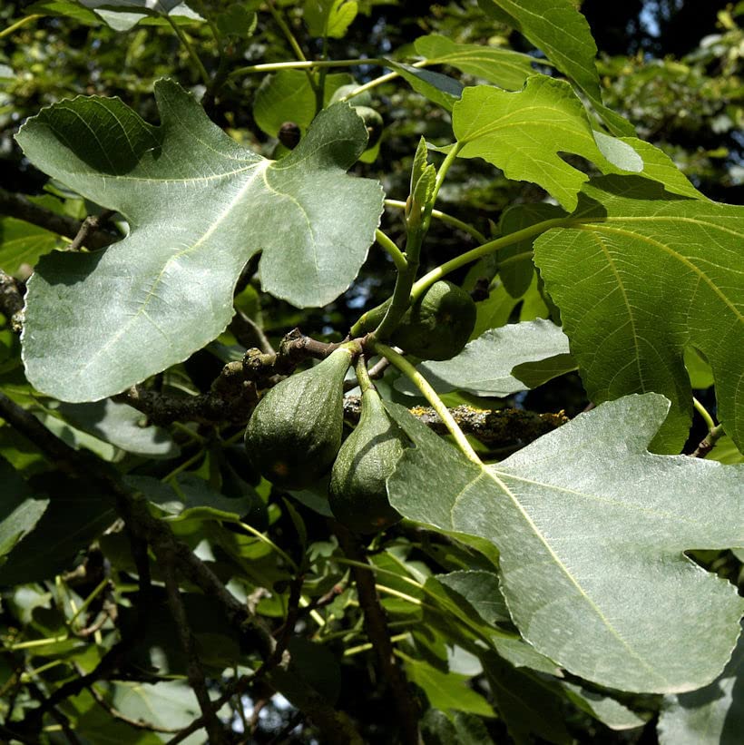 Feigenbaum Brown Turkey 100-125cm - Ficus carica - lebende Gartenpflanze aus den Baumschulen