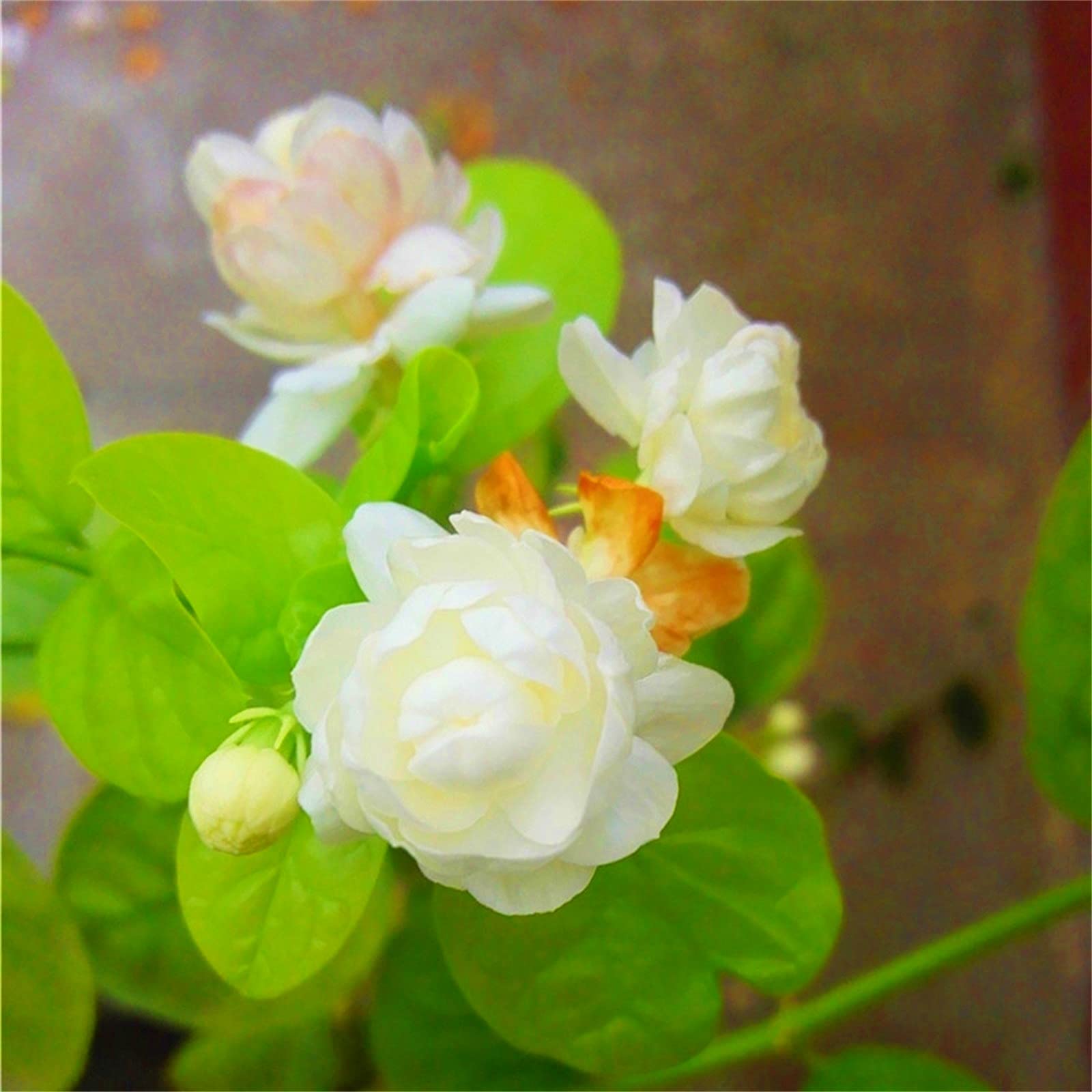 Buy Rare Growing Jasmine Indoor Wildflower Perennial Bee Bombs Used for