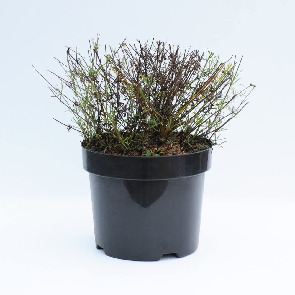 Coreopsis verticillata 'Moonbeam' Plants Tickseed Hardy Perennial Yellow Blooms Attract Pollinators Ferny Foliage Easy to Grow Your Own Garden Flowers 1 Litre Potted Plants by Thompson and Morgan