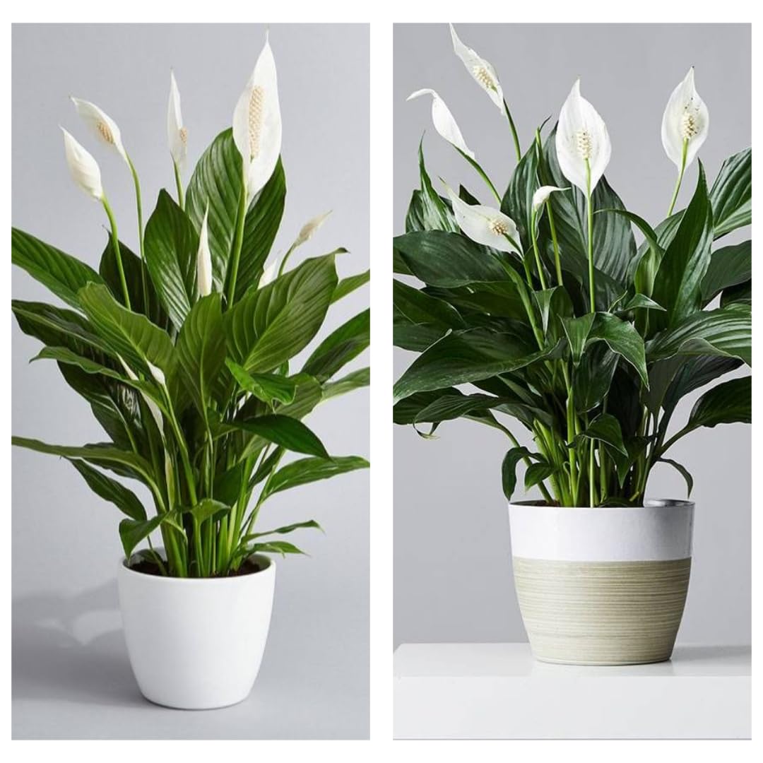 Hybrid Peace Lily Plant - Big Size Live Plant in Pot, Low Maintenance Indoor Plant - Spathiphyllum Variety Combo Pack Set Of 2 (B0DB61WTWQ) Amazon Price History, Amazon Price Tracker