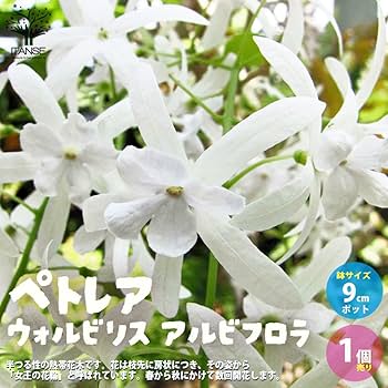 希少大苗♥　ペトレア　ウォルビリス　 サンドペーパーバイン パープルリース 希少な大苗♥ ペトレア・ヴォルビリス サンドペーパーバイン