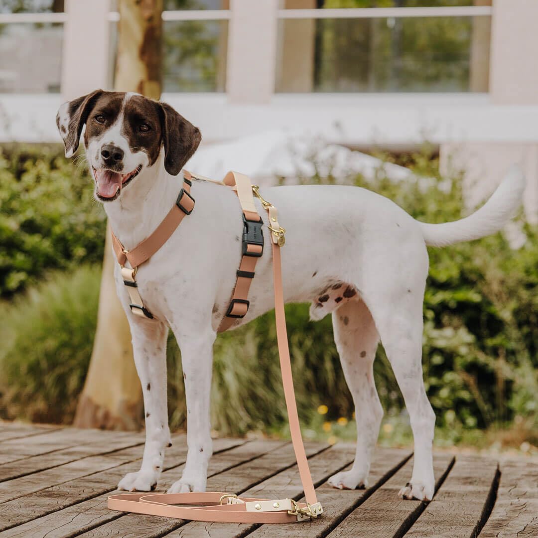 Outdoor Hundegeschirr Handmade, 5-Fach verstellbar & wasserfest, kleine bis sehr große Hunde, Führgeschirr Brustgeschirr Führungsgeschirr Hund Training (Mocca/Mousse, M)