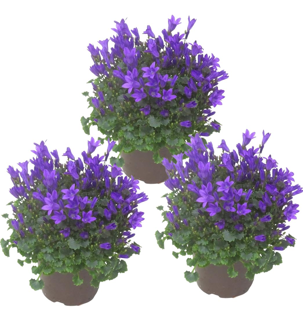 3x Campanula portenschlagiana - Dalmatiner Glockenblume blau,  Polster-Staude, blhend, winterhart, wintergrn,als Balkonpflanze,  Bodendecker, Steingarten- und Beet-Pflanze,sogar als Zimmerpflanze :  Amazon.de: Garten