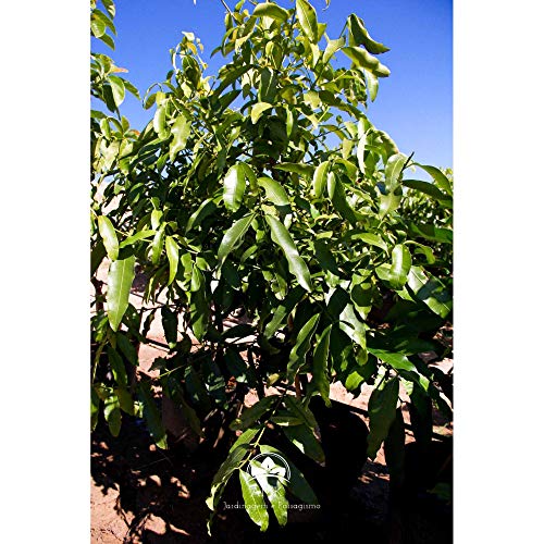 Muda Bacupari (Em Ciclo Produtivo)