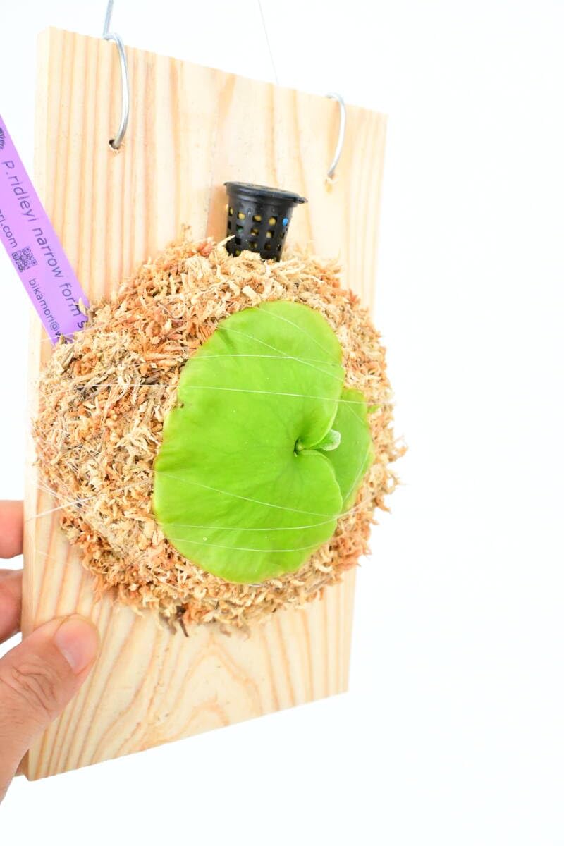 ビカクシダ P.ridleyi thin form Amazon.co.jp: P.ridleyi narrow form spored④ ＠ビカ森wife リドレイ