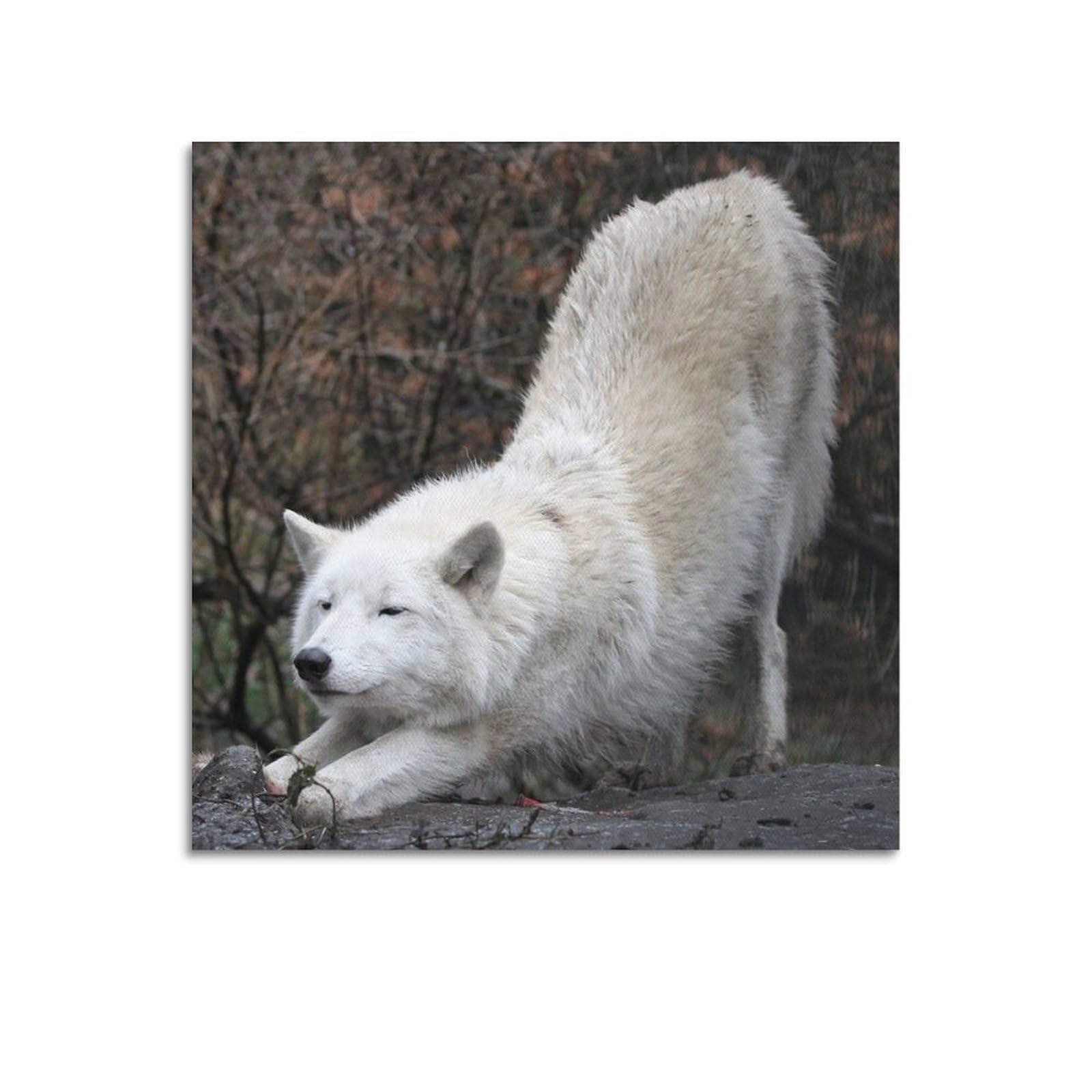 Xkuga Boys Unframe-Style Arctic Predator Wildlife Poster Nature Vintage White Wolf Modern Decorative Canvas Prints - Ideal Wall Art For Family, Man Cave, Game Room, & Girls Bedroom 24X24inch(60X60cm)