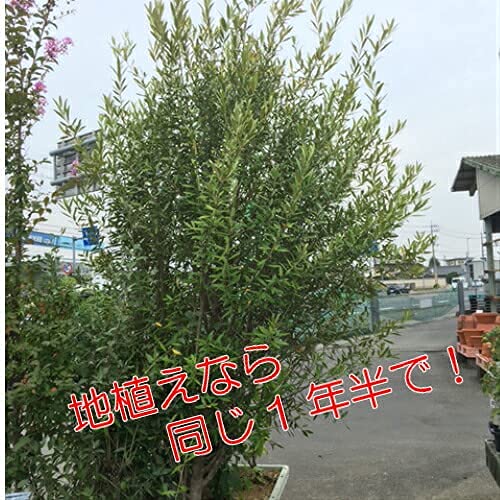 オリーブの木　ひなかぜ　ポット苗　大苗　シンボルツリー Amazon.co.jp: オリーブ ひなかぜ 9cmポット苗1株 常緑高木