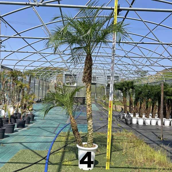 momiji　ココスヤシ2本 圃場にある ココスヤシ オススメなヤシの木🌴 この2本はかなり