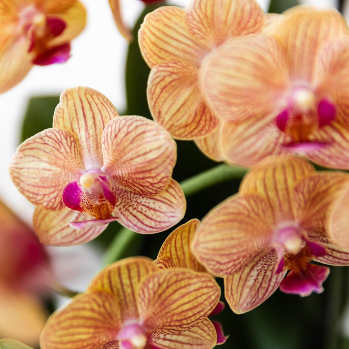 Phalaenopsis Orchidée Bolzano Pot Rayures Peintes 9 cm Plante d'Intérieur