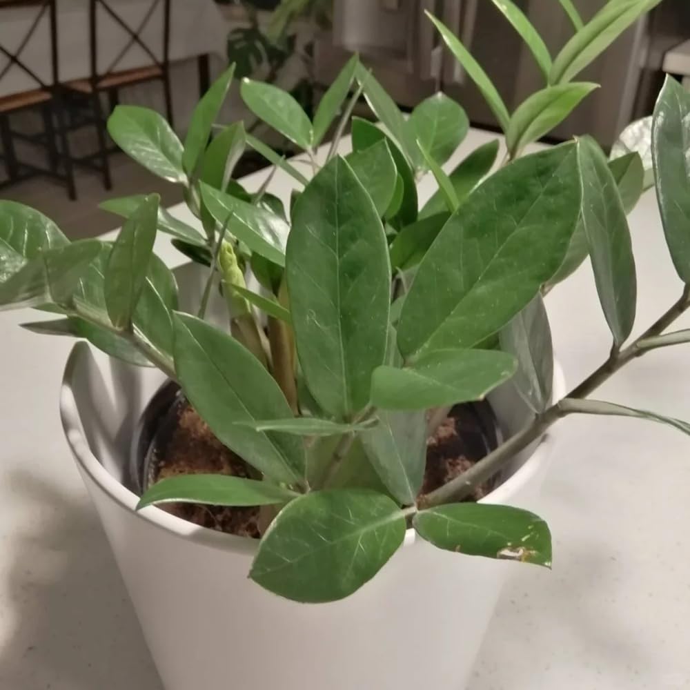 100 pcs Glcksfeder Samen kruterlinge pflanzensamen Zamioculcas zamiifolia  kchenkruter plant exotische pflanzen kruter pflanzen dekopflanzen bio  krutersamen winterharte pflanzen : Amazon.de: Garten