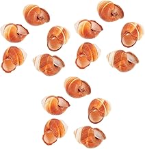 BESTonZON 15 Pcs Natural Snail Shells for Escargot Restaurant Escargot Shells Heat Insulation Escargot Snail Shells