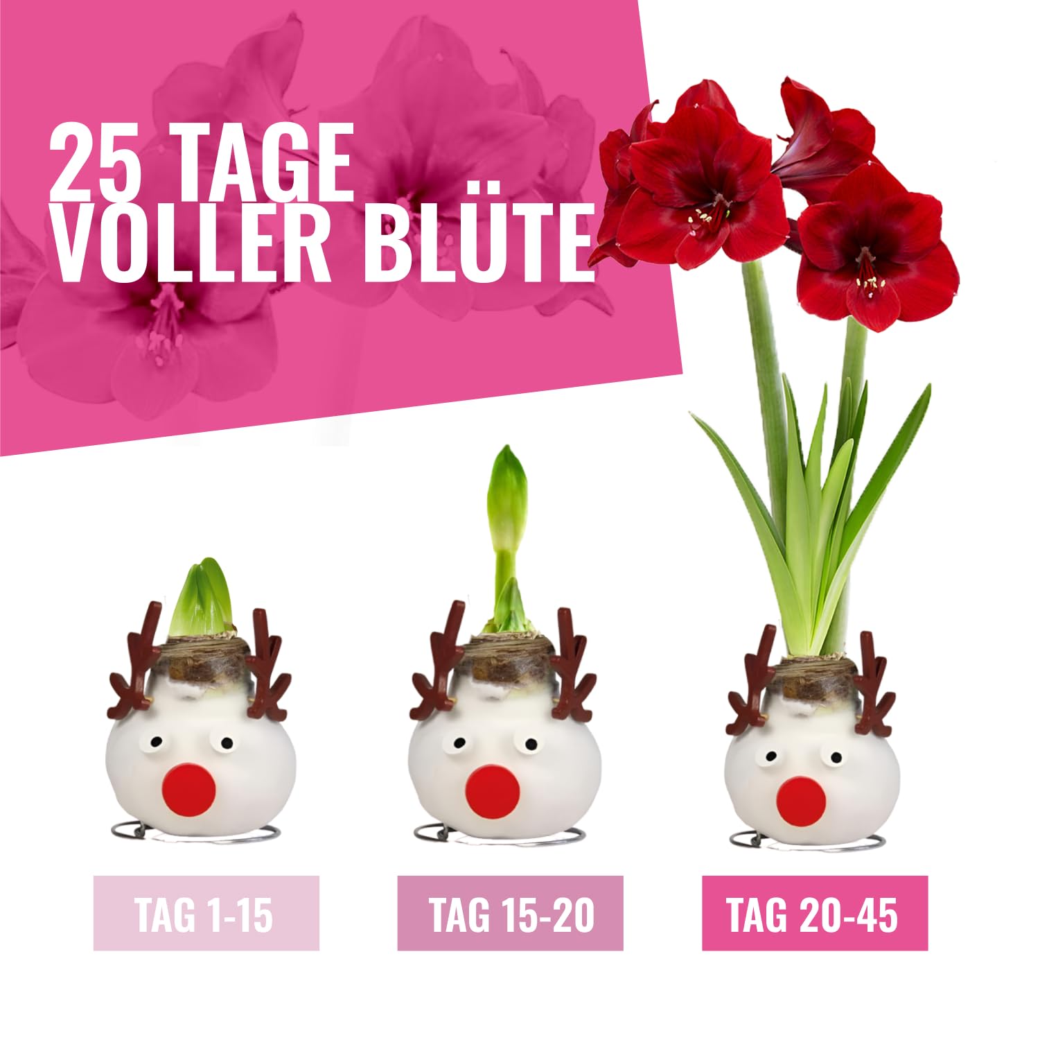 3x Amaryllis In Wachs - Silber, Gold, Bronze 28/30 Cm - Echte Blumenzwiebeln Aus Holland