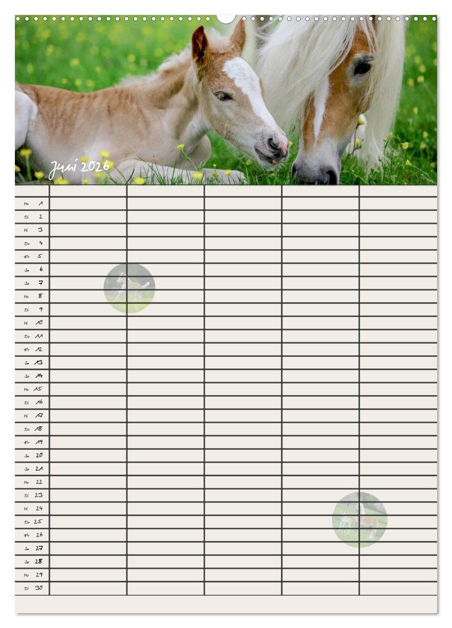 Haflinger Pferde - Stall- und Familienplaner 2026 (hochwertiger Premium Wandkalender 2026 DIN A2 hoch), Kunstdruck in Hochglanz: Stallplaner und ... Blick mit Haflinger Pferden (CALVENDO Tiere)