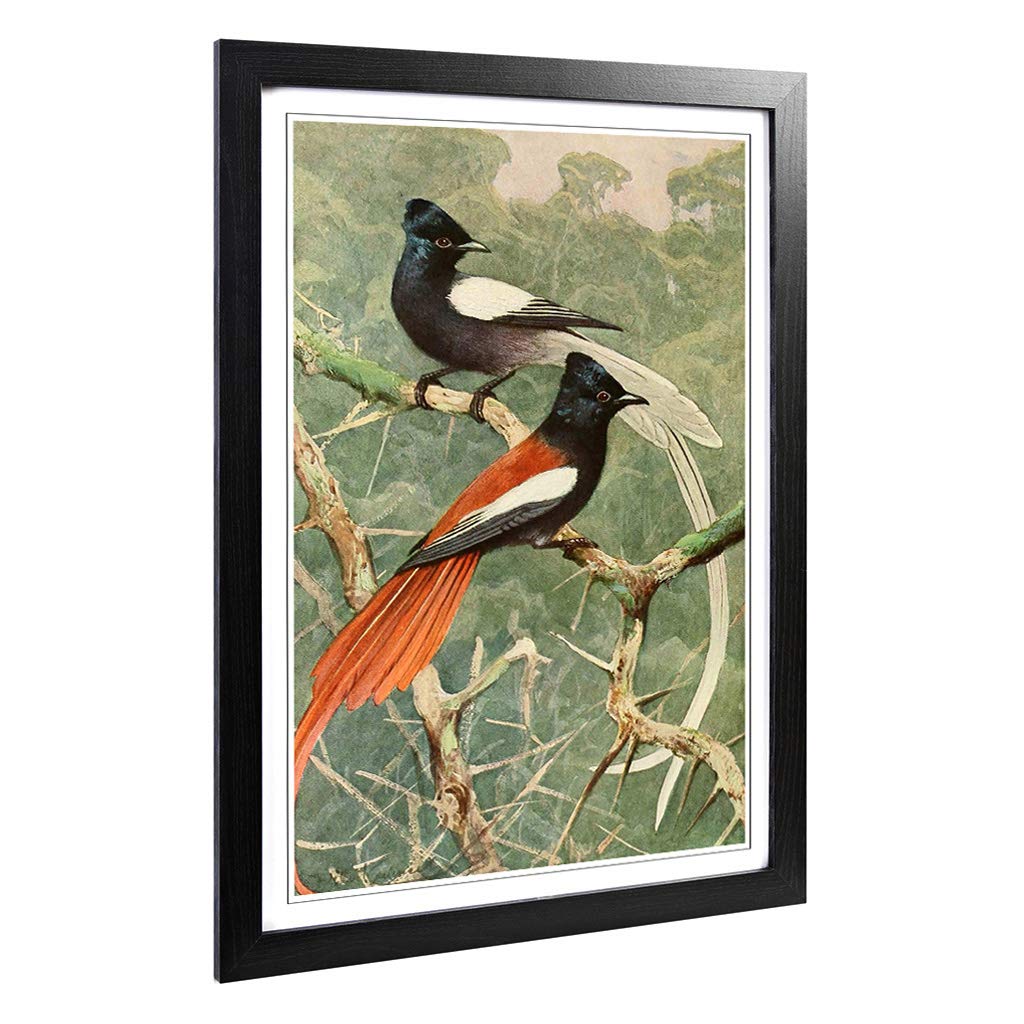 Big Box Art Framed Print of Vintage W Kuhnert Birds of Paradise Design | Wall Art Picture | Home Decor for Kitchen, Living Room, Bedroom, Hallway, Black, A2 / 24.5x18 Inch / 62x45cm