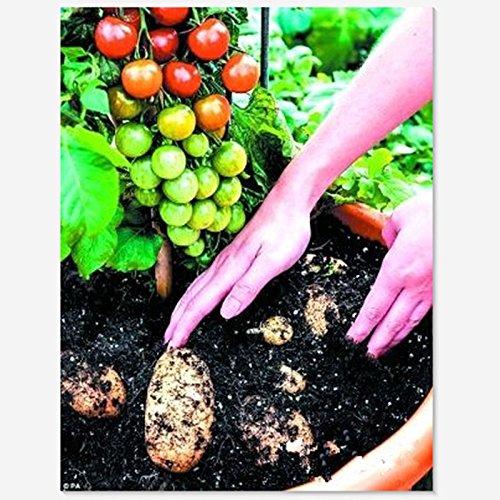 Tomtato Seeds Harvest Both Tomatoes AND Potatoes From This Unique plant! All Natural - 5 pcs/lot