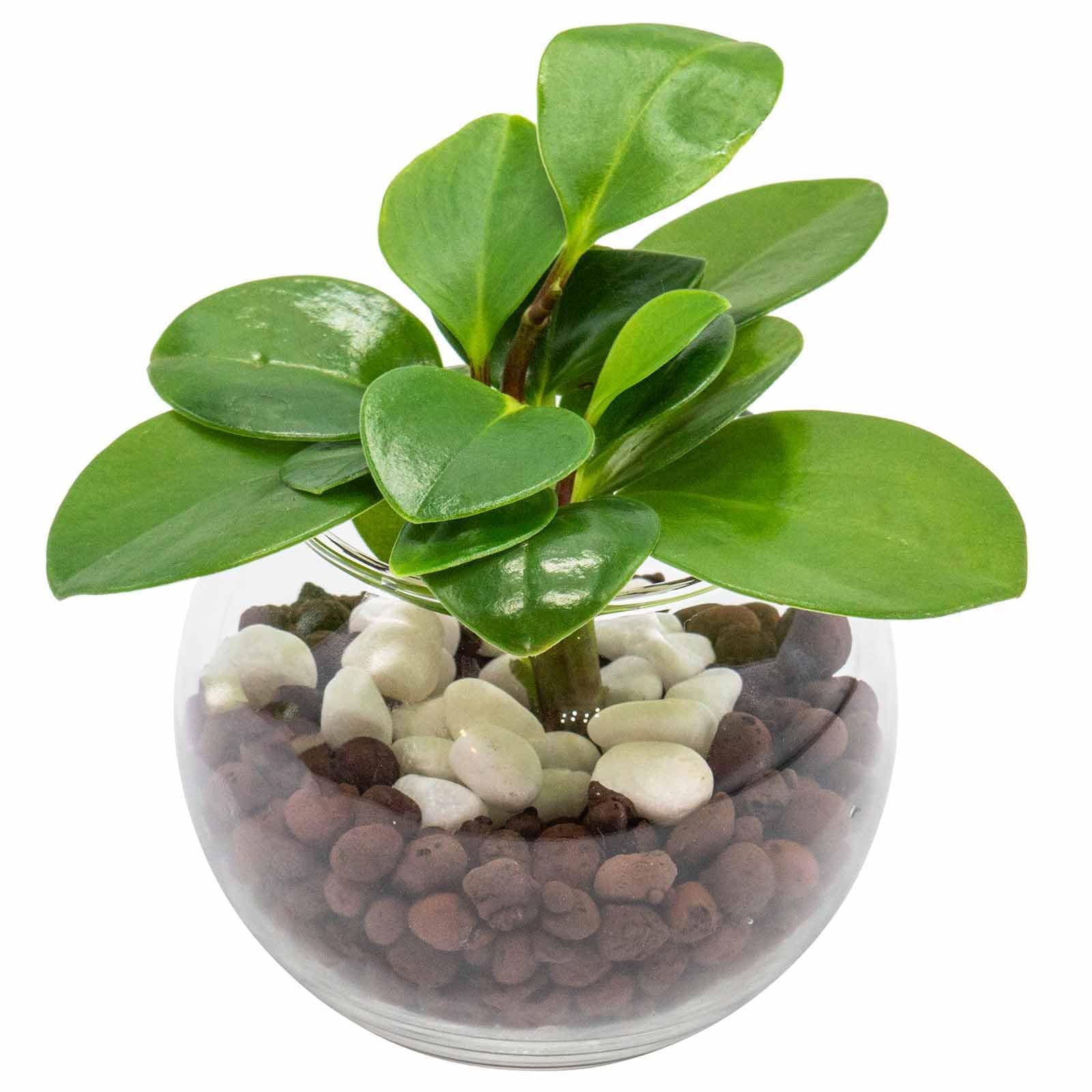 Amazon｜[ miipas ] ペペロミア ハイドロカルチャー 観葉植物 本物