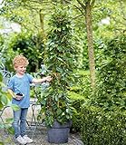 BALDUR Garten