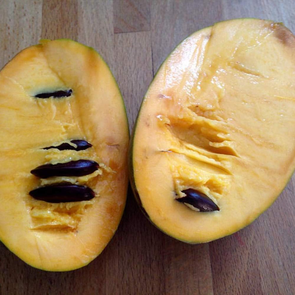 21特集 ピーターソン ポポー2年生接木苗 5号ポット苗 品種 ワバッシュ Pusatalquran Org 21特集 ピーターソン ポポー2年生接木苗 5号ポット苗 品種 ワバッシュ Pusatalquran Org