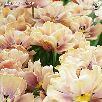 61zn-tHc0jL._AC_UF350,