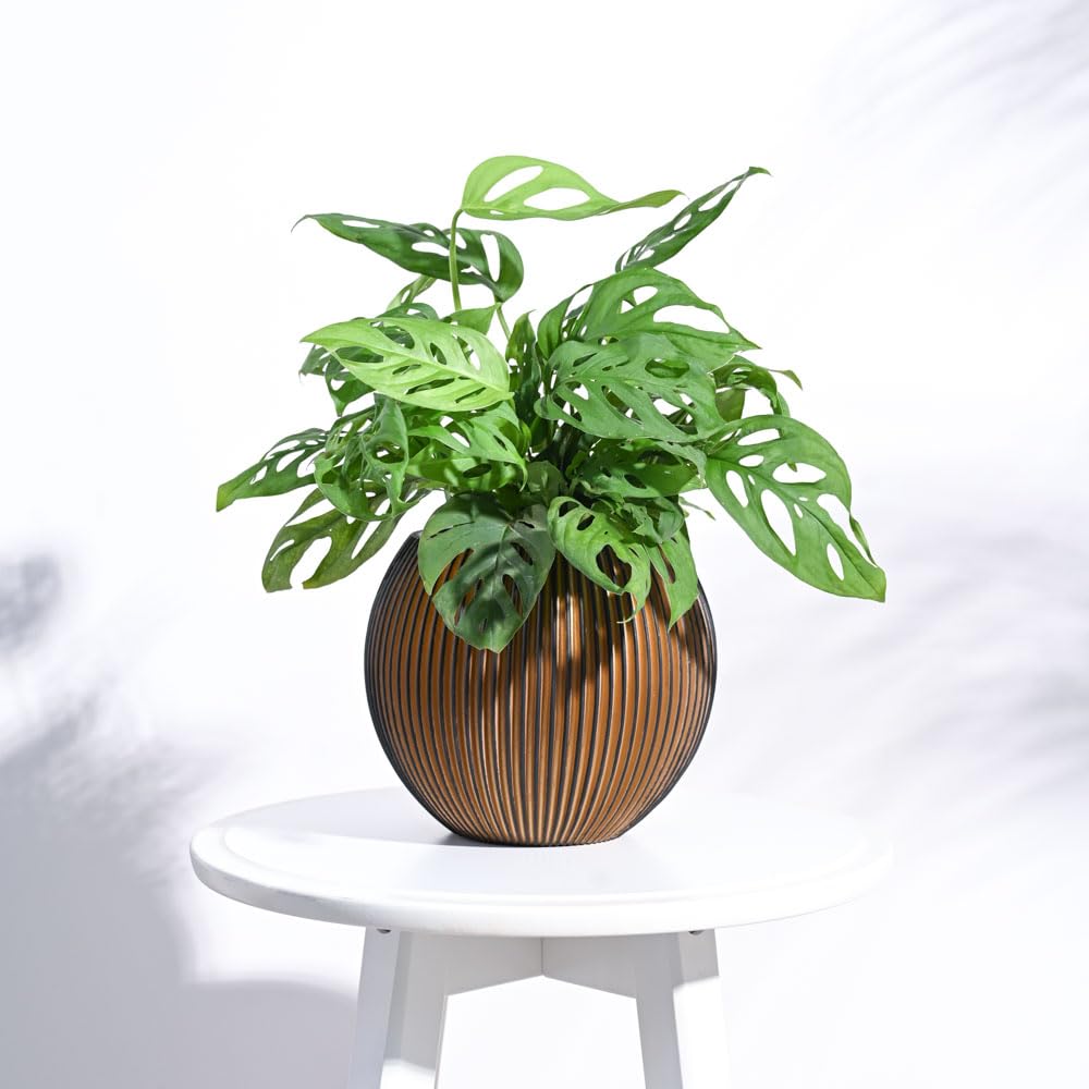 UGAOO Zuri Vase Ball Groove Planter for Home & Balcony Garden (Small, Black Gold) (B0BKTCXF24) Amazon Price History, Amazon Price Tracker