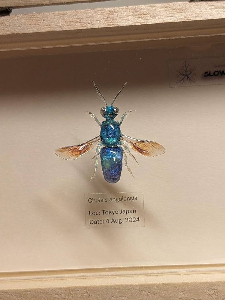 Amazon.co.jp: Black Seibou 1.4 inches (35 mm) : Office Products