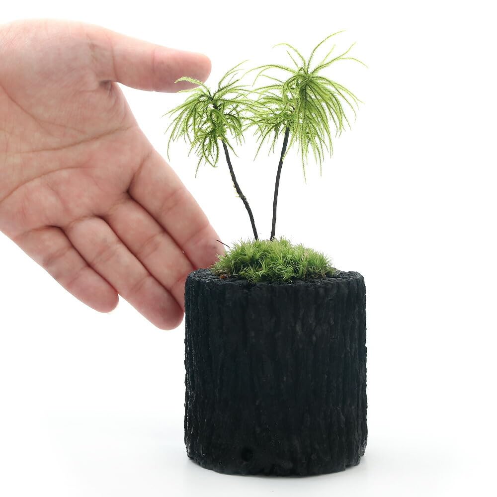 Amazon｜【charm】（山野草）苔盆栽 炭鉢植え コウヤノマンネングサ S