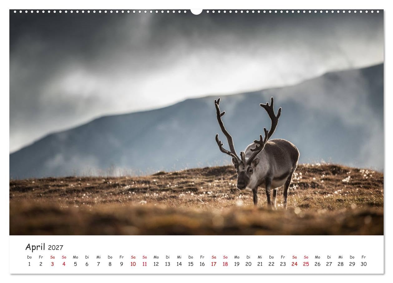 CALVENDO - Rentiere (Wandkalender 2027 DIN A2 quer), Monatskalender: Rentiere aus Nordnorwegen & Spitzbergen
