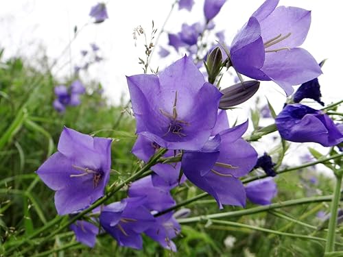 Miniatura 6 de Tussock Bellflower Canterbury Bells Campanula Carpatica Bluebells Seed Mix 1000+ Semillas sin OMG Mezcla blanca y azul