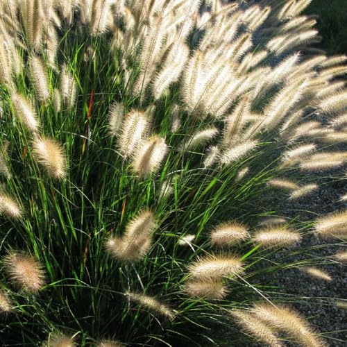 Fountain Grass White