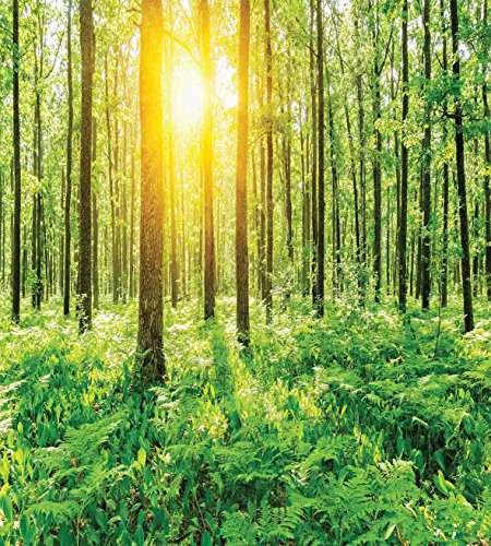 Ambesonne NEV_12591_KING Woodland Duvet Cover Set, Forest Springtime Freshness Theme Foliage Sunbeams Sunrise Nature View Scene thumb #1