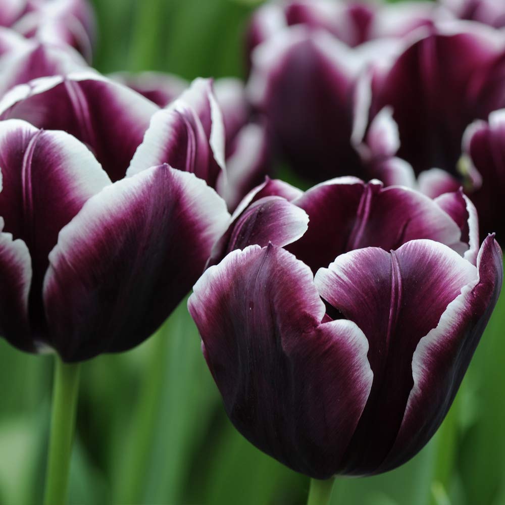 Weather Resistant Tulip Hardy Bulb Plant with Dark Purple and White Blooms Guaranteed First Year Flowering, 32 x Tulip Jackpot Bulbs by Thompson and Morgan