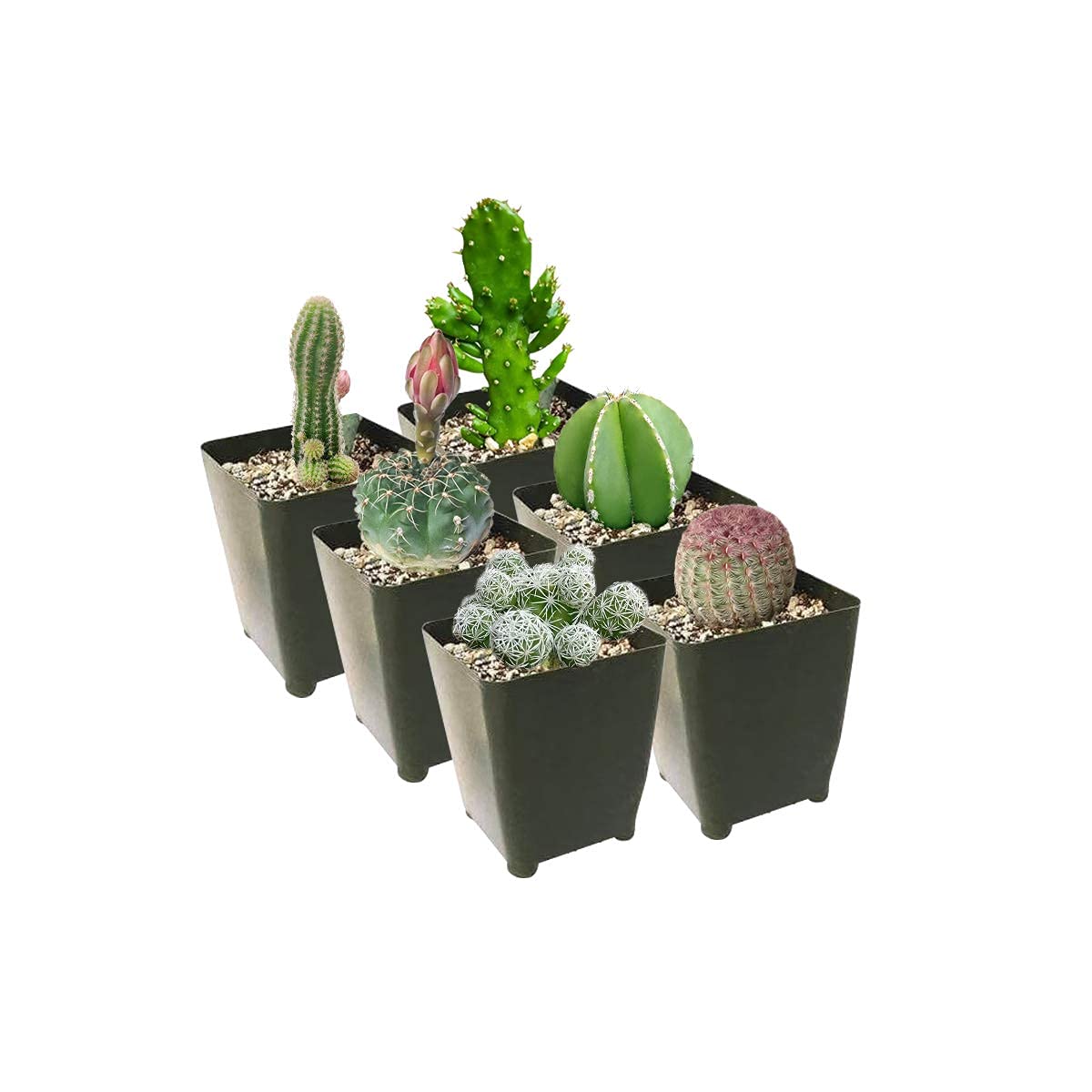Amazon.com : Succulents Box Cactus Pack | Set of 2/4/6/8/10