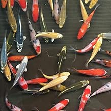 [Live Body] Reasonable Nishikikoi Mix 10 Animals, S 3.9 - 5.1 inches (10 - 13 cm), Color Carp Emuwai