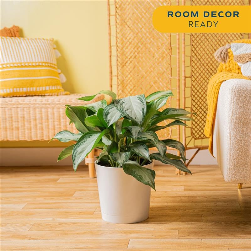 Image of Costa Farms Chinese Evergreen, Aglaonema Easy To Grow Live Indoor Plant in Premium Decor Planter Pot, Houseplant in Potting Soil Mix, Housewarming, Unique Home Decor or Room Decor, 2-3 Feet Tall