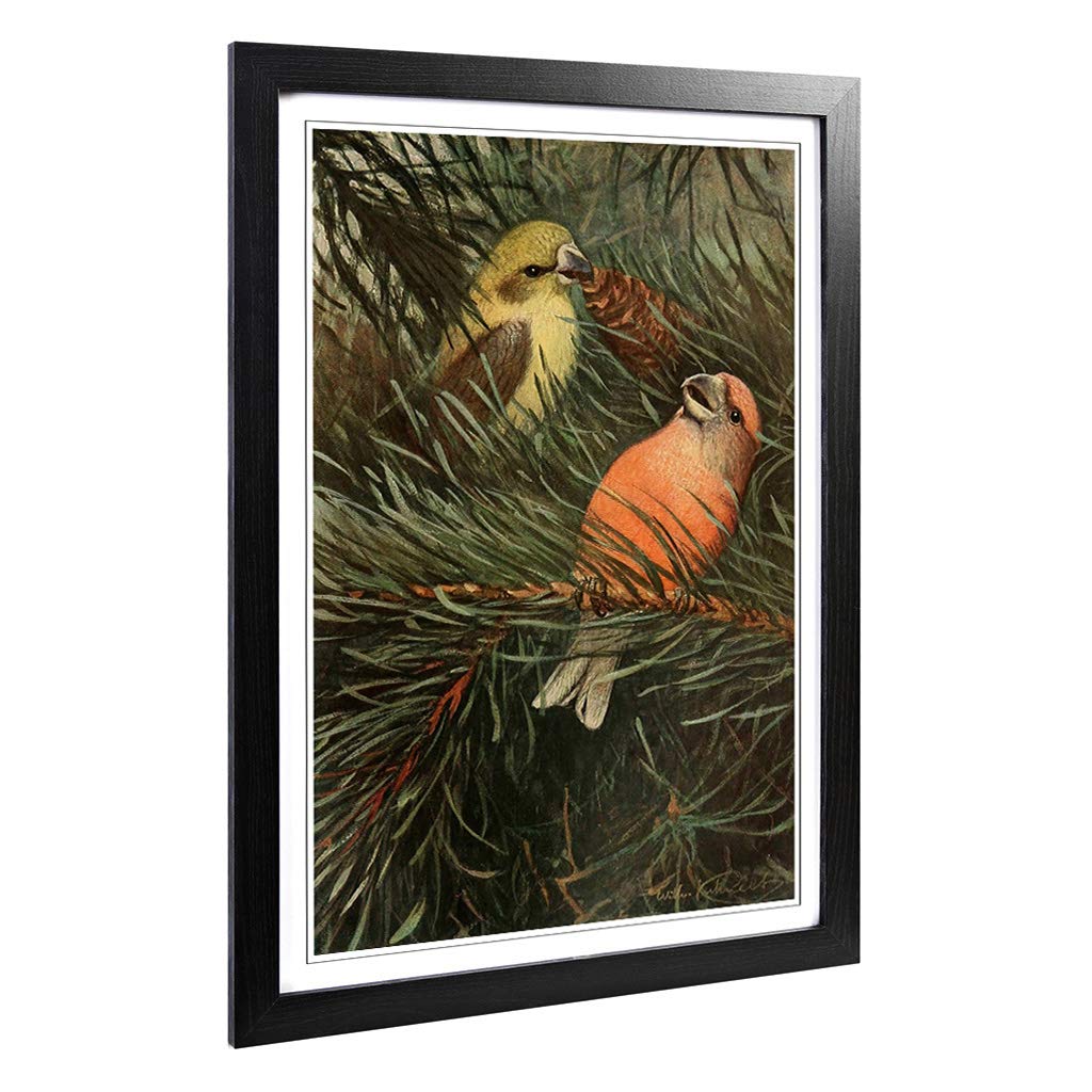 Big Box Art Framed Print of Vintage W Kuhnert Parrot Crossbill Design | Wall Art Picture | Home Decor for Kitchen, Living Room, Bedroom, Hallway, Black, A2 / 24.5x18 Inch / 62x45cm