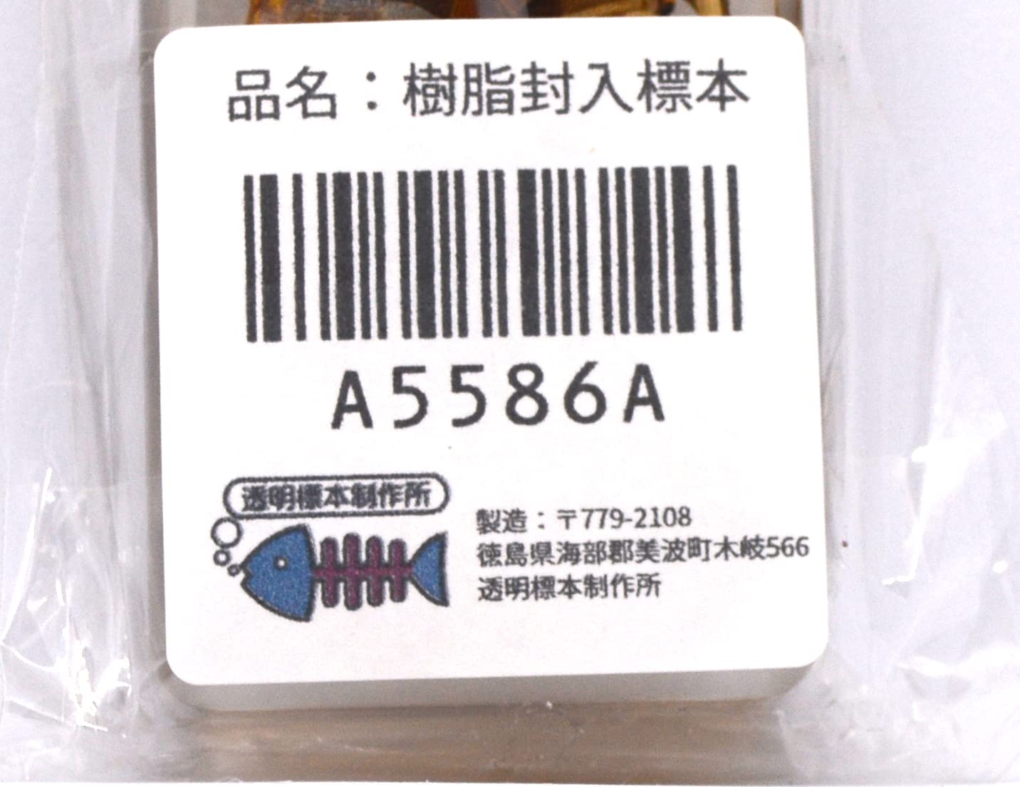 レジン亀／クサガメのレジン標本となります。【お土産品で購入した物です。】。 レジン亀／クサガメのレジン標本となります。【お土産品で購入