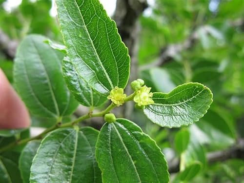 Miniatura 1 de Chino Fecha, Ziziphus Jujube, Árbol 5Semillas