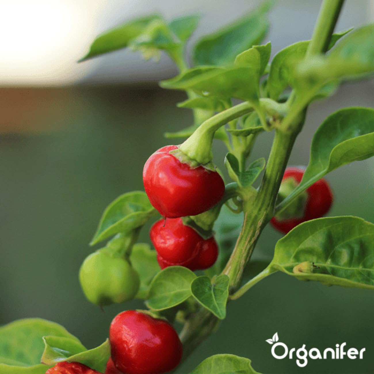 Paquetes De Semillas De Pimiento Y Pimentón | Semillas Para El Jardín - Semillas De Pimiento - Semillas De Jalapeño - Semillas De Hortalizas - 14 Variedades - Organifer