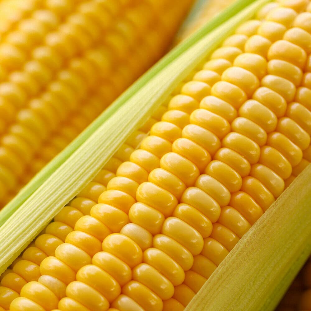 Buy4seeds Sweet Corn SWEETCORN Incredible F1 15 Finest Seeds Easy to Grow Garden Yard Patio