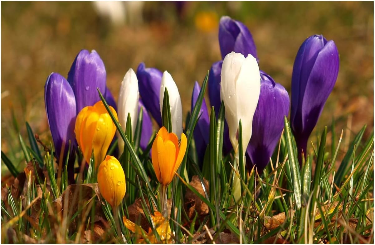 20 x Crocus Large Flowering Mixed Spring Bulbs Early Flowers Ready for ...