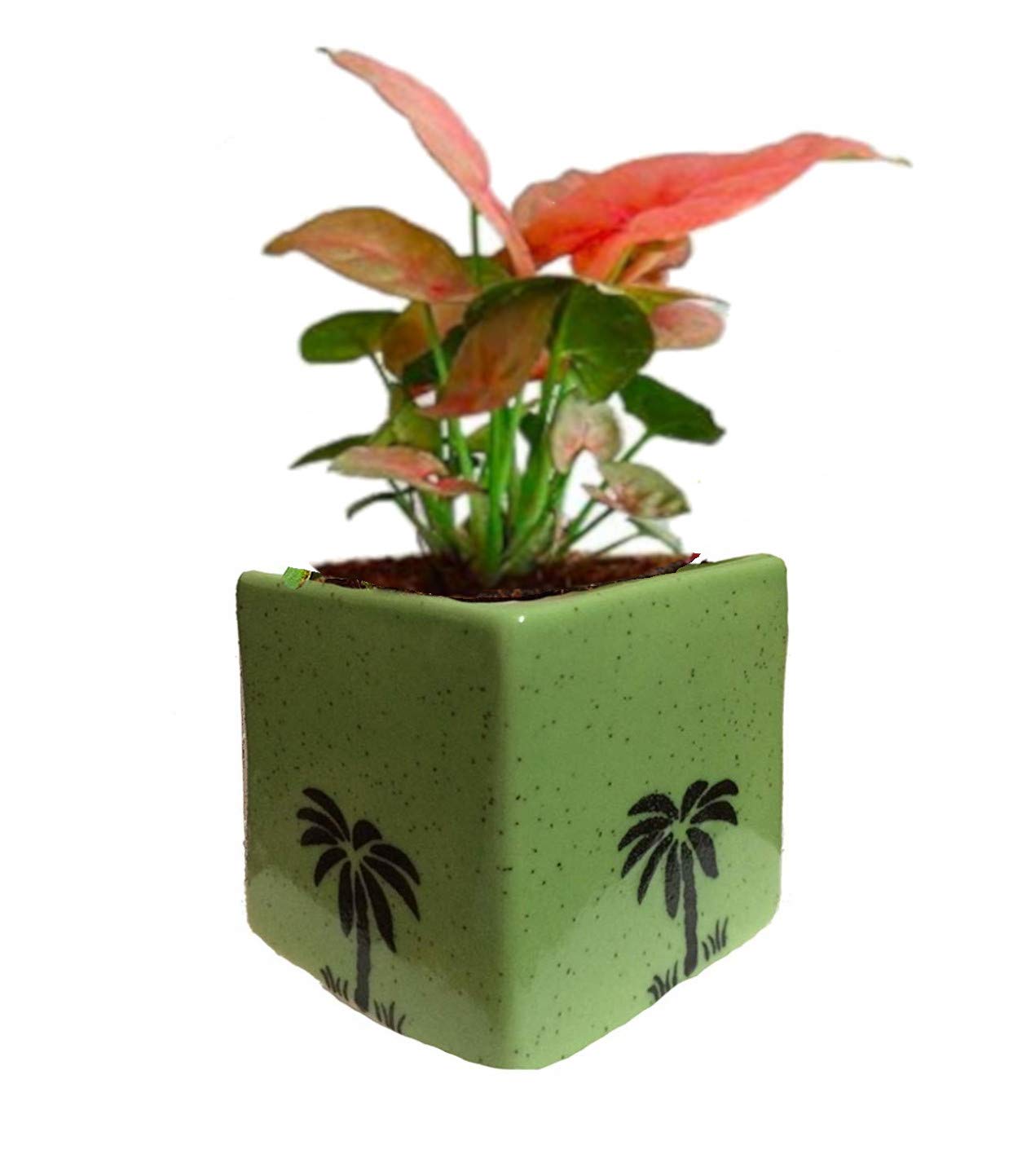 Air Purifying Plants Syngonium Mini in Green Pot-image-12