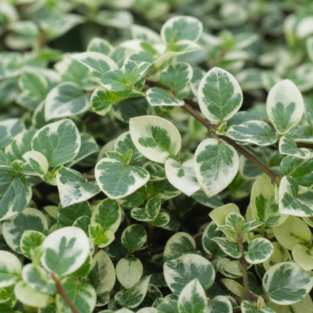 Amazon.com : Jasmine Asiatic Variegated Plants | 30 Large 4 Inch