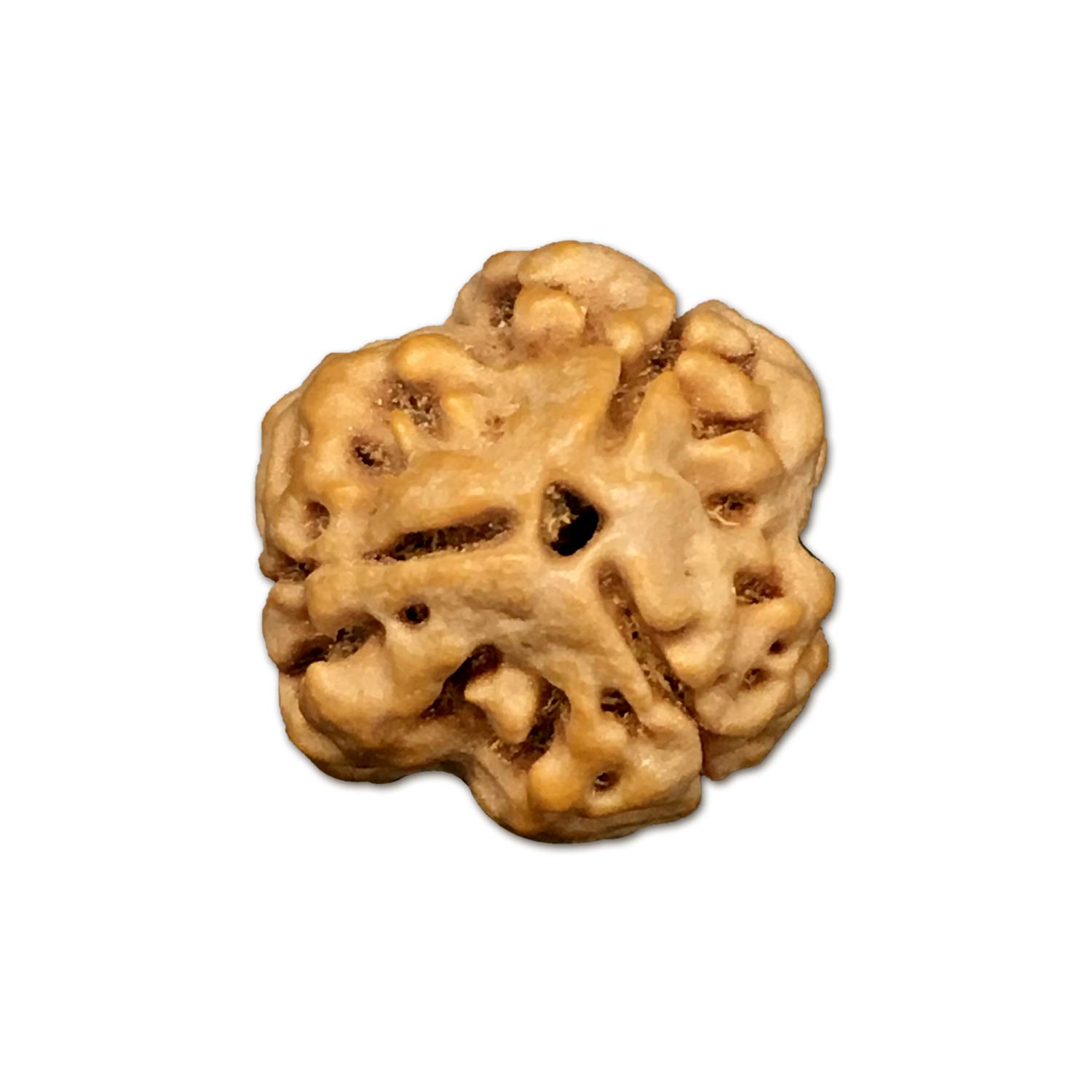 Rudraksha 3 Mukhi Népal perle rare 21 mm de qualité supérieure pour collection