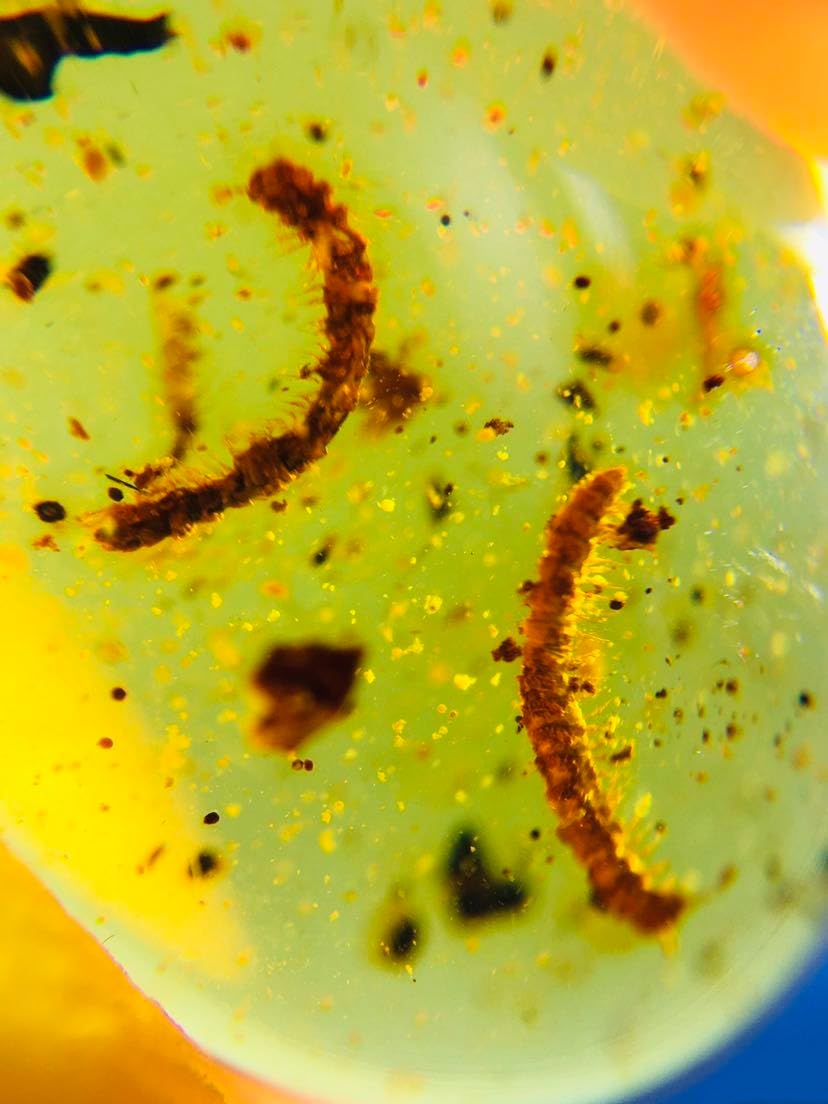 Burmese burmite Cretaceous Two Millipede Insect Fossil Amber Myanmar